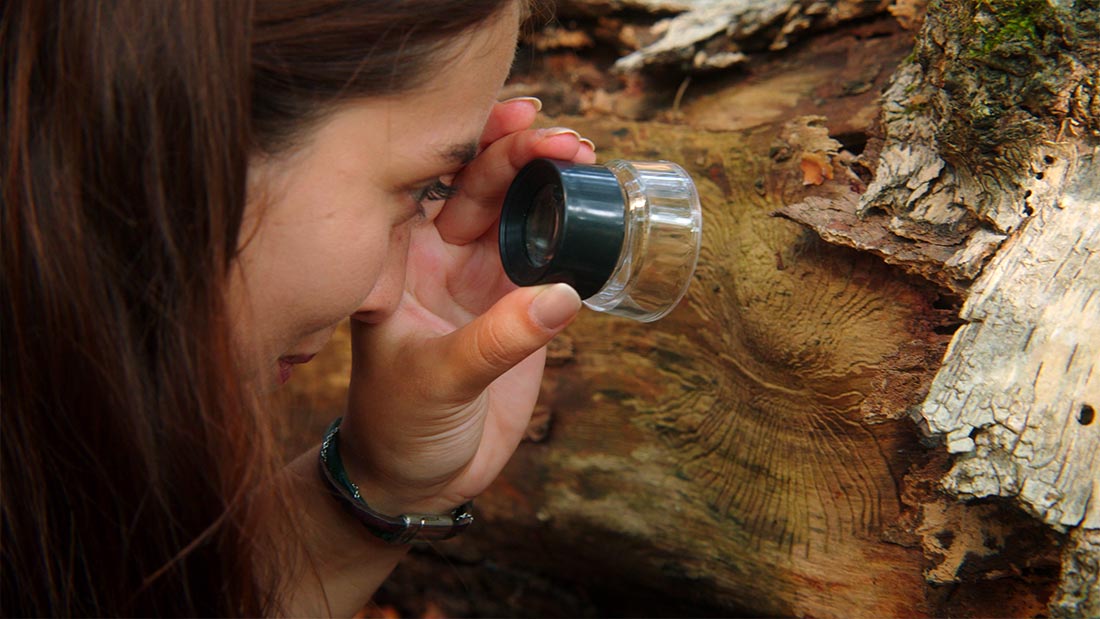 Junge Frau untersucht mit Lupe umgefallenen Baum.